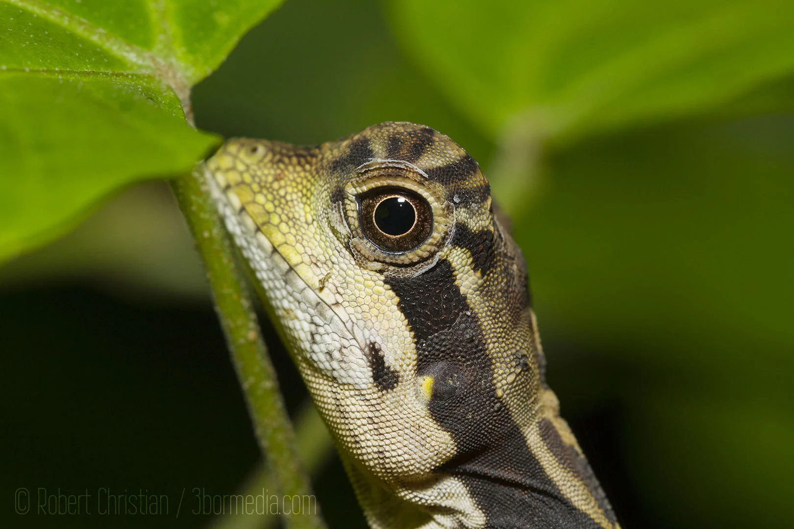 Closeup on the head of the Bornean Angle-Headed Lizard.