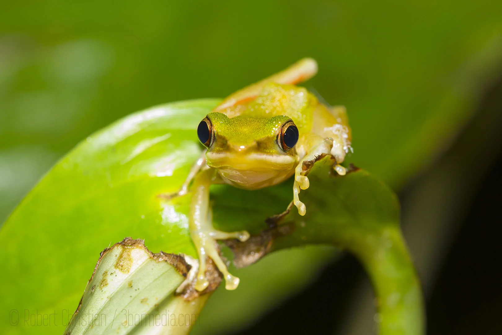 A White Lipped Frog.