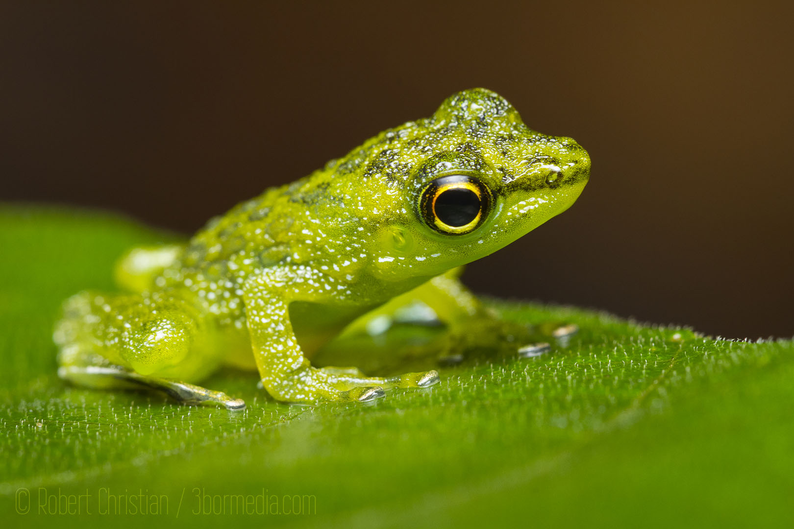 A type of Rock Frog.