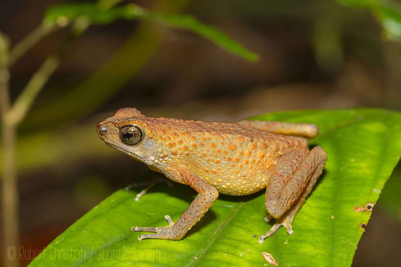 A Slender Toad perched beside the stream.