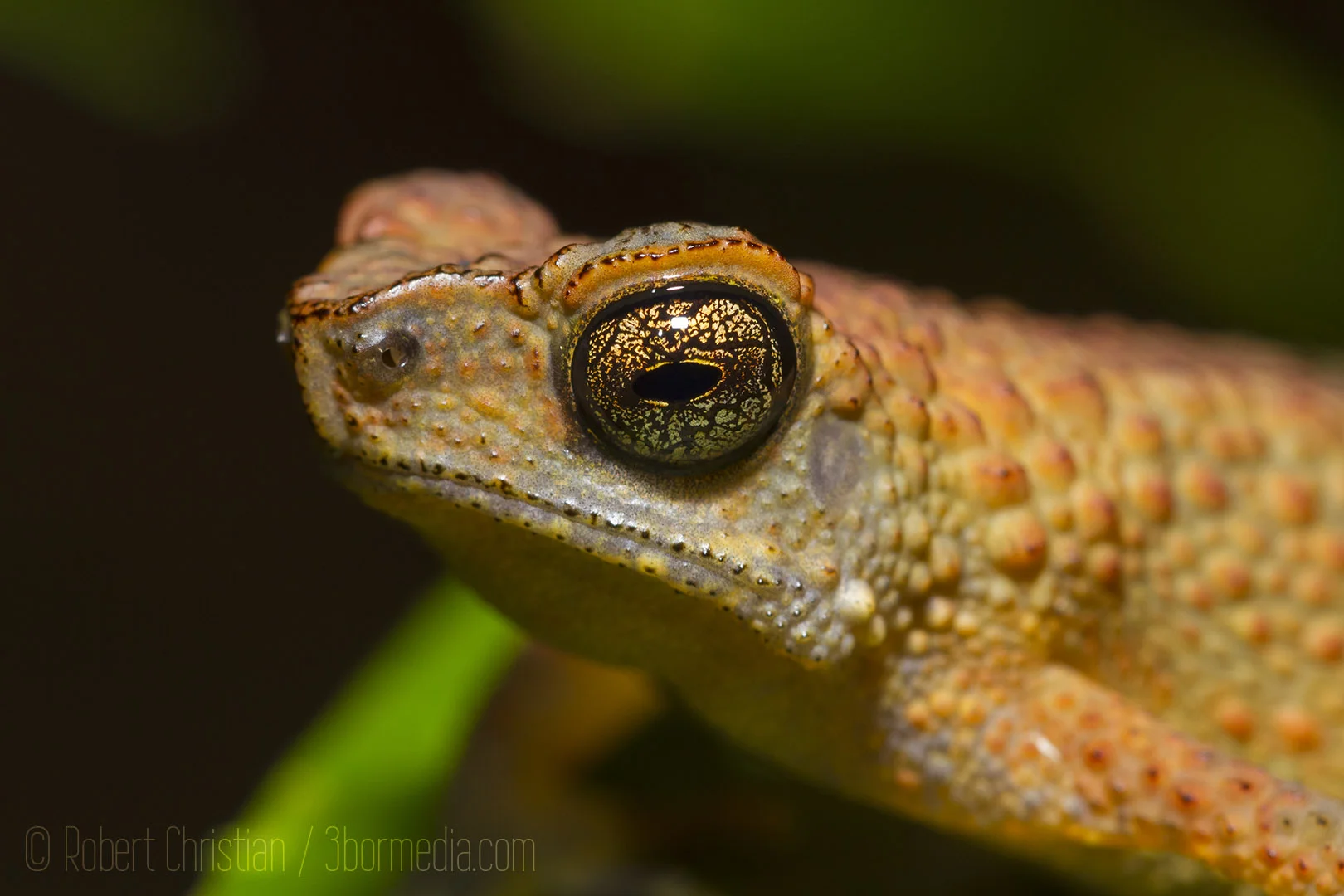 Closeup showing the amazing eye of a slender toad.
