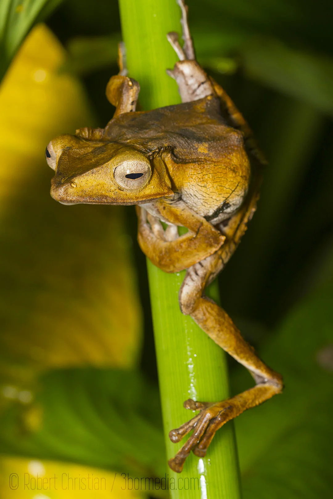 File-Eared Tree Frog.