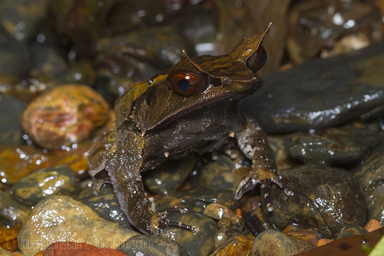 The unique Bornean Horned Frog.