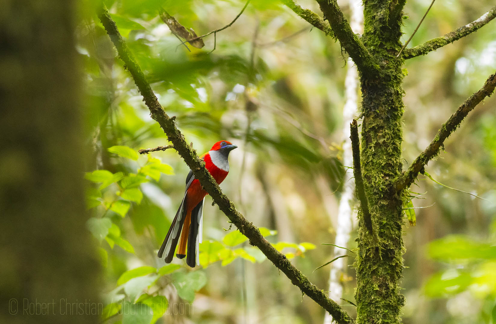 Whitehead's Trogon found in Kinabalu National Park.