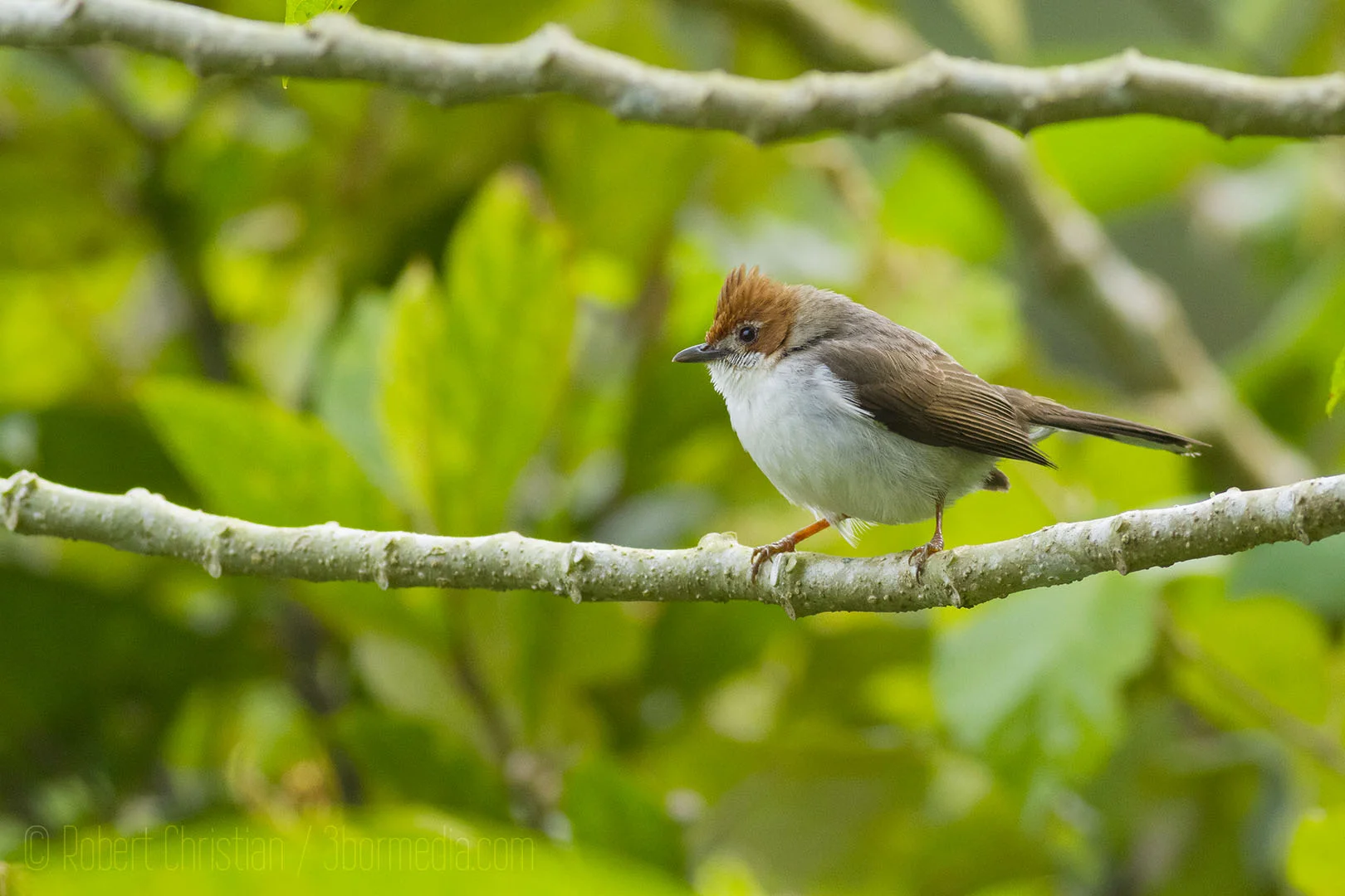Chesnut-Crested Yuhina, another montane endemic to Borneo.