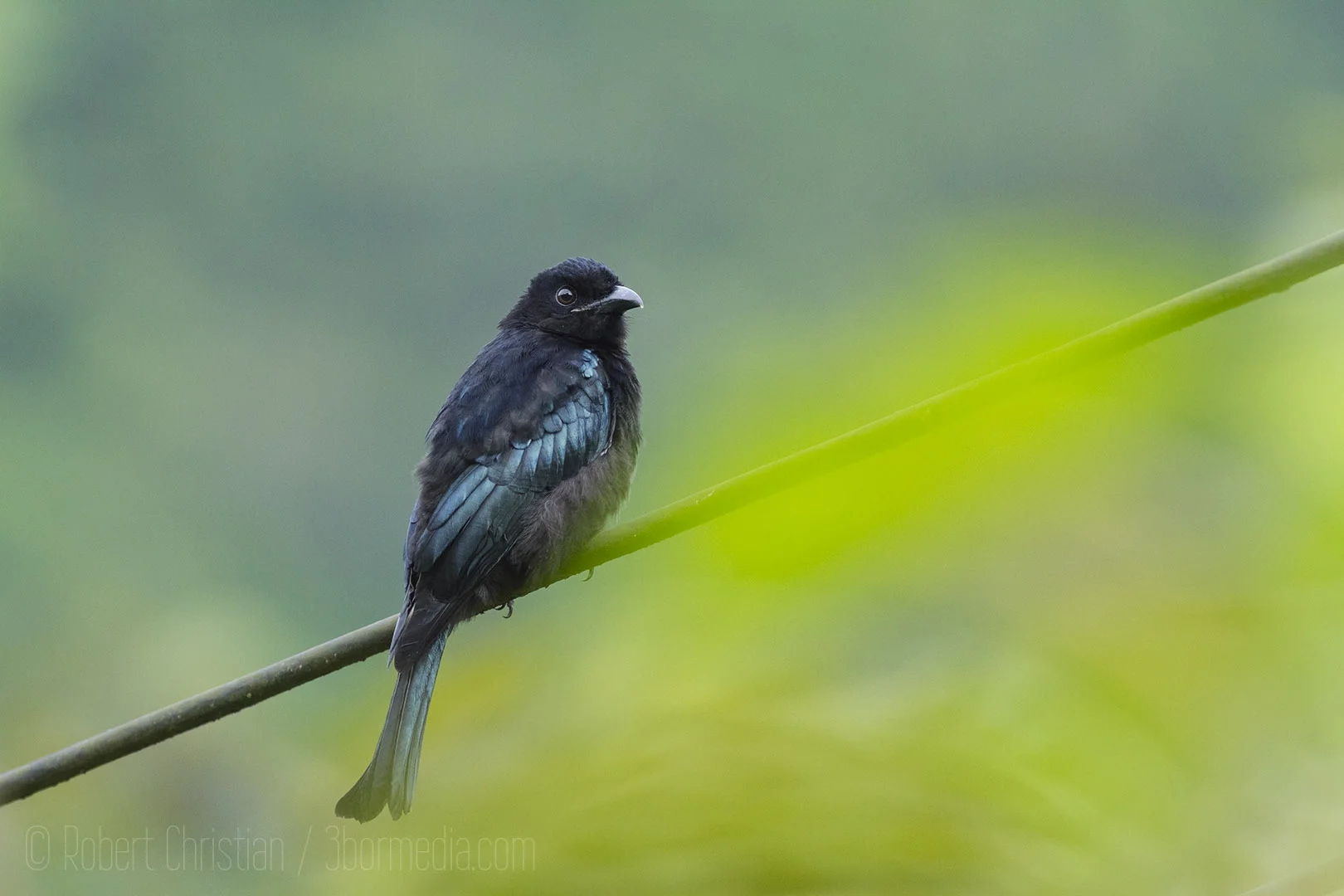 Hair-Crested Drongo.