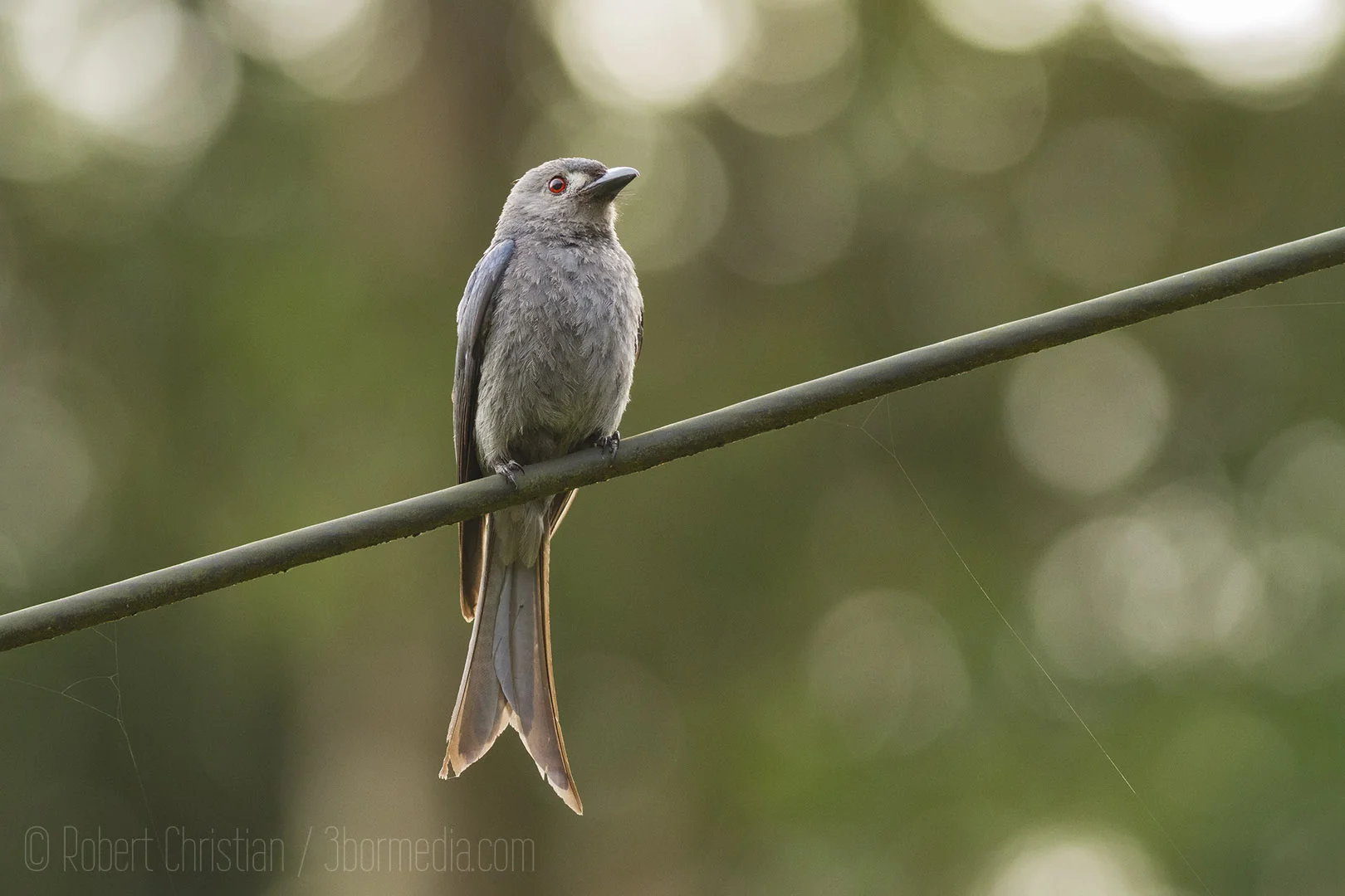 Ashy Drongo.