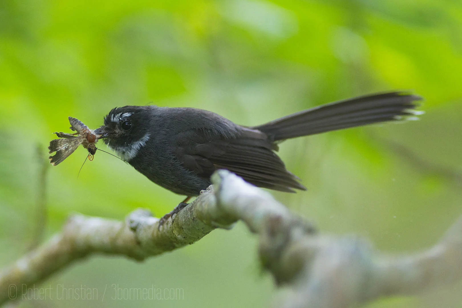 Fantail with Moth.