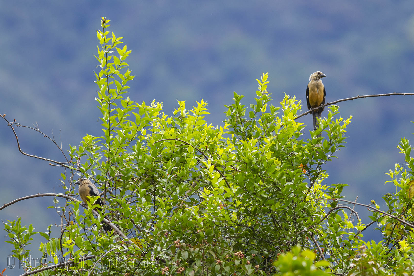 Bornean Treepies in Kinabalu National Park, another endemic bird common at the park.