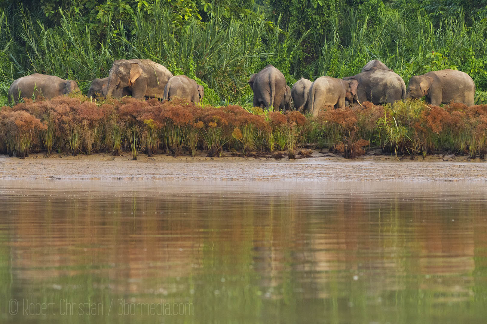 Bornean Pygmy Elephants on the banks of the Kinabatangan river.