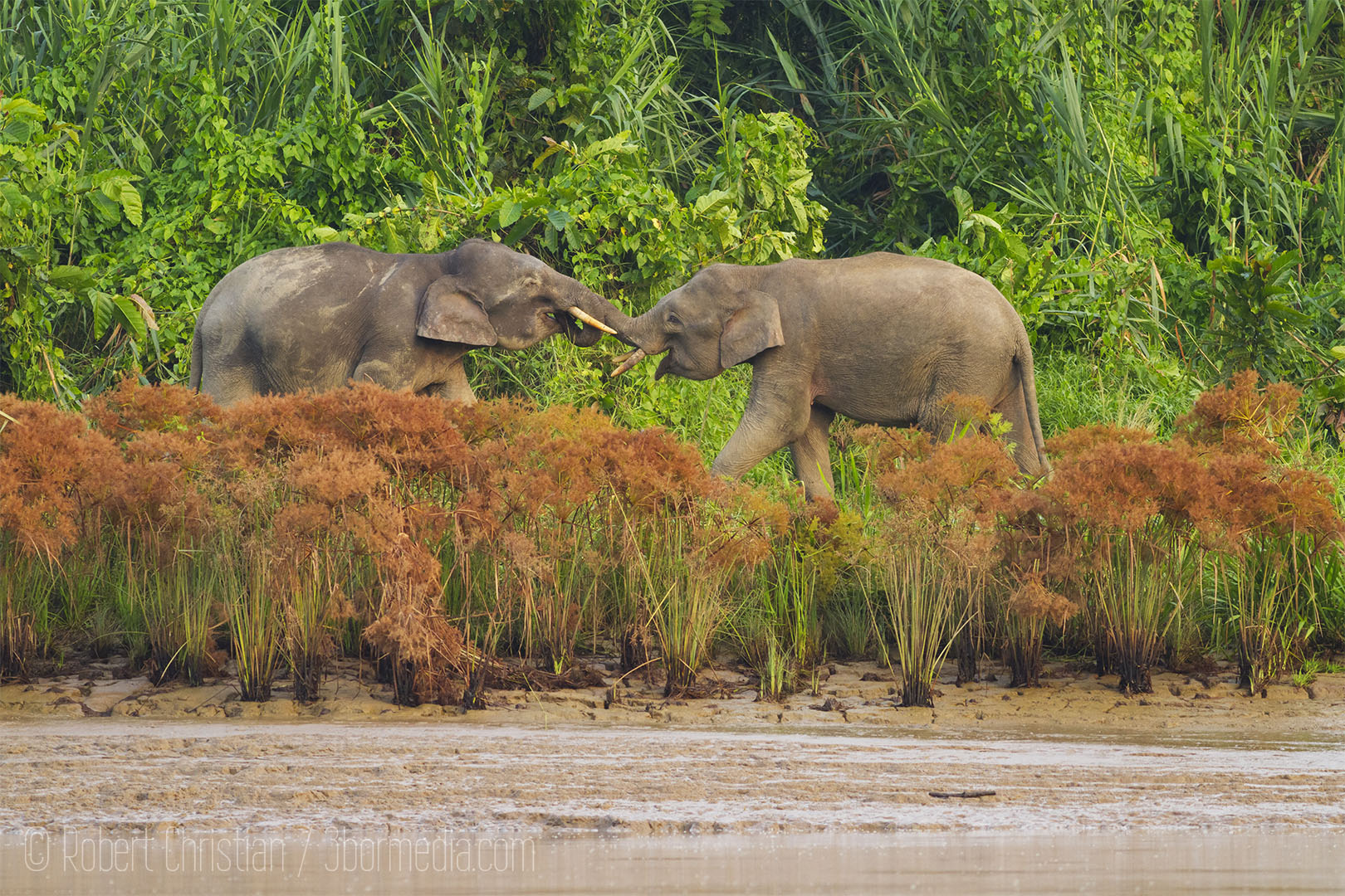 Two Elephants square off on the banks of the Kinabatangan.