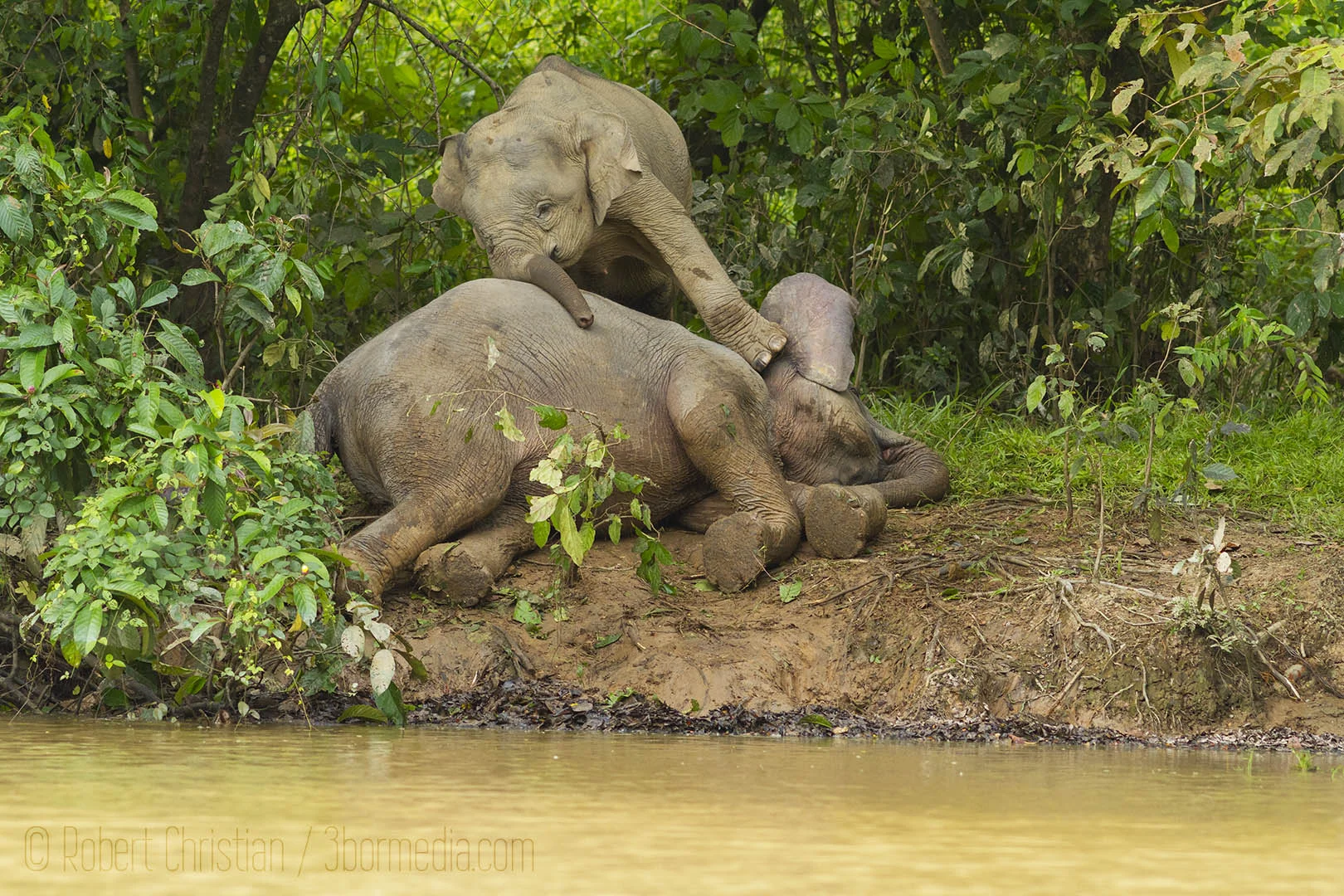 A young elephant stand on its mother.