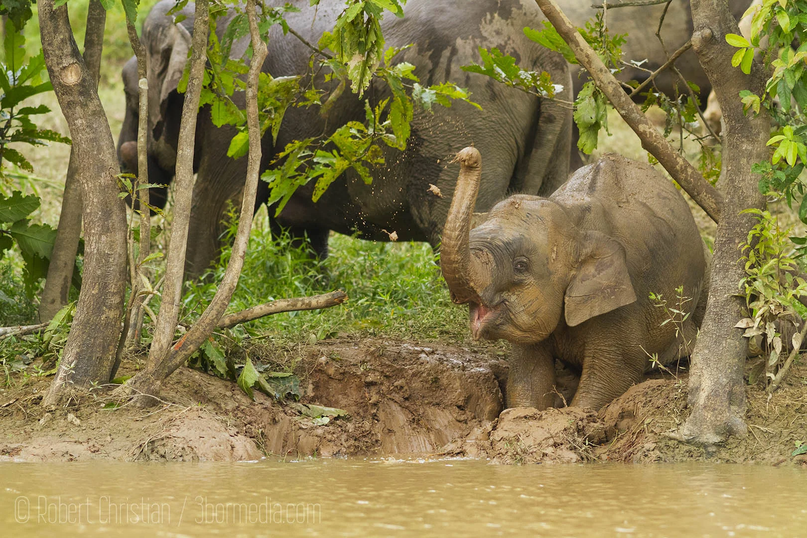 A young elephant playing in the mud on the banks of the Tenegang tributary.