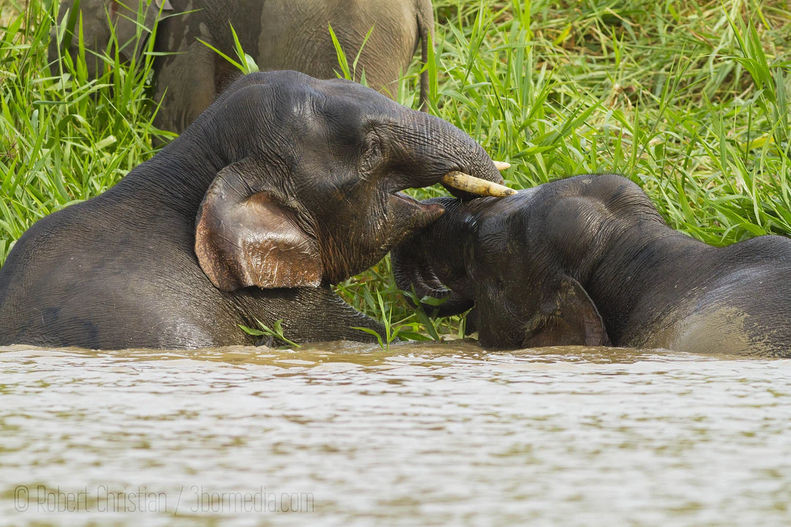 Two elephants play around in the waters of the Kinabatangan.
