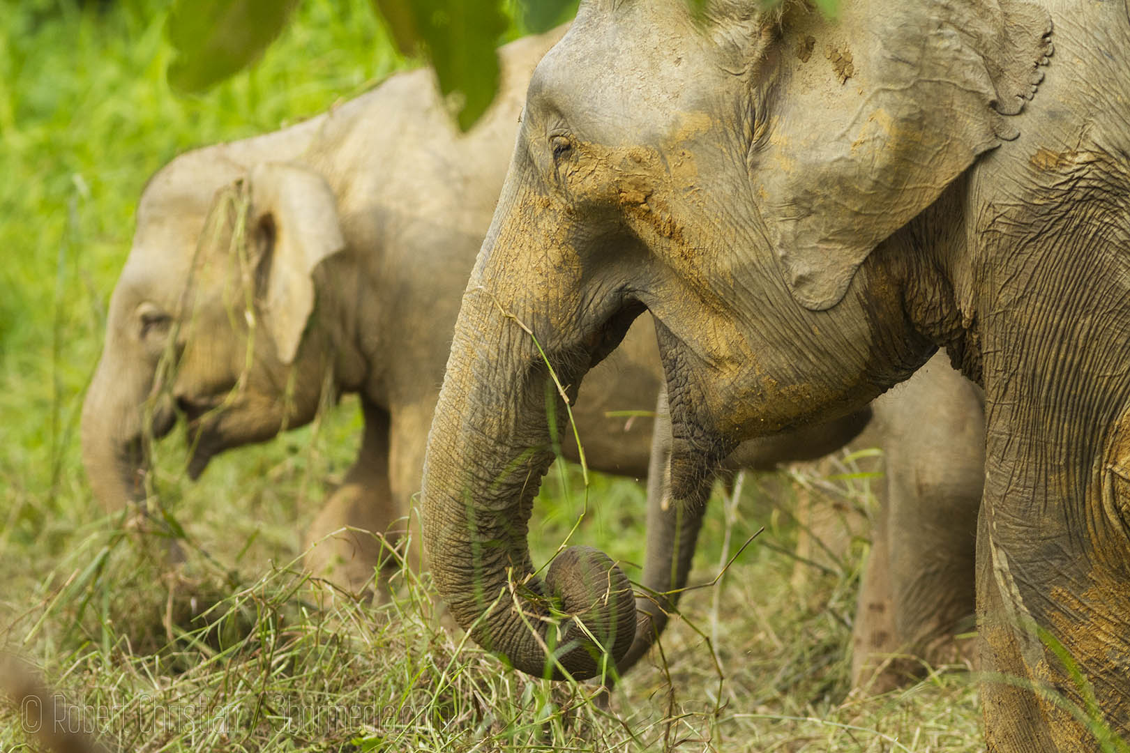 Grazing Elephants.