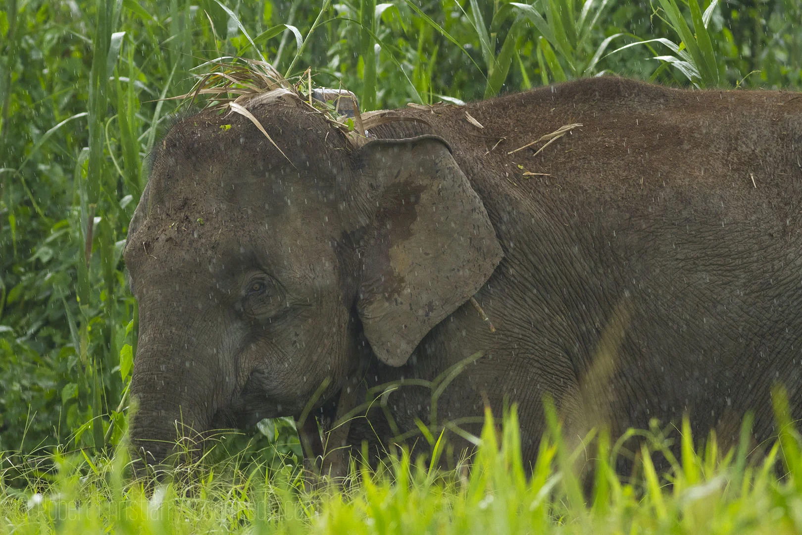 Some of the elephants have tracking collars so the wildlife department can track their movements.