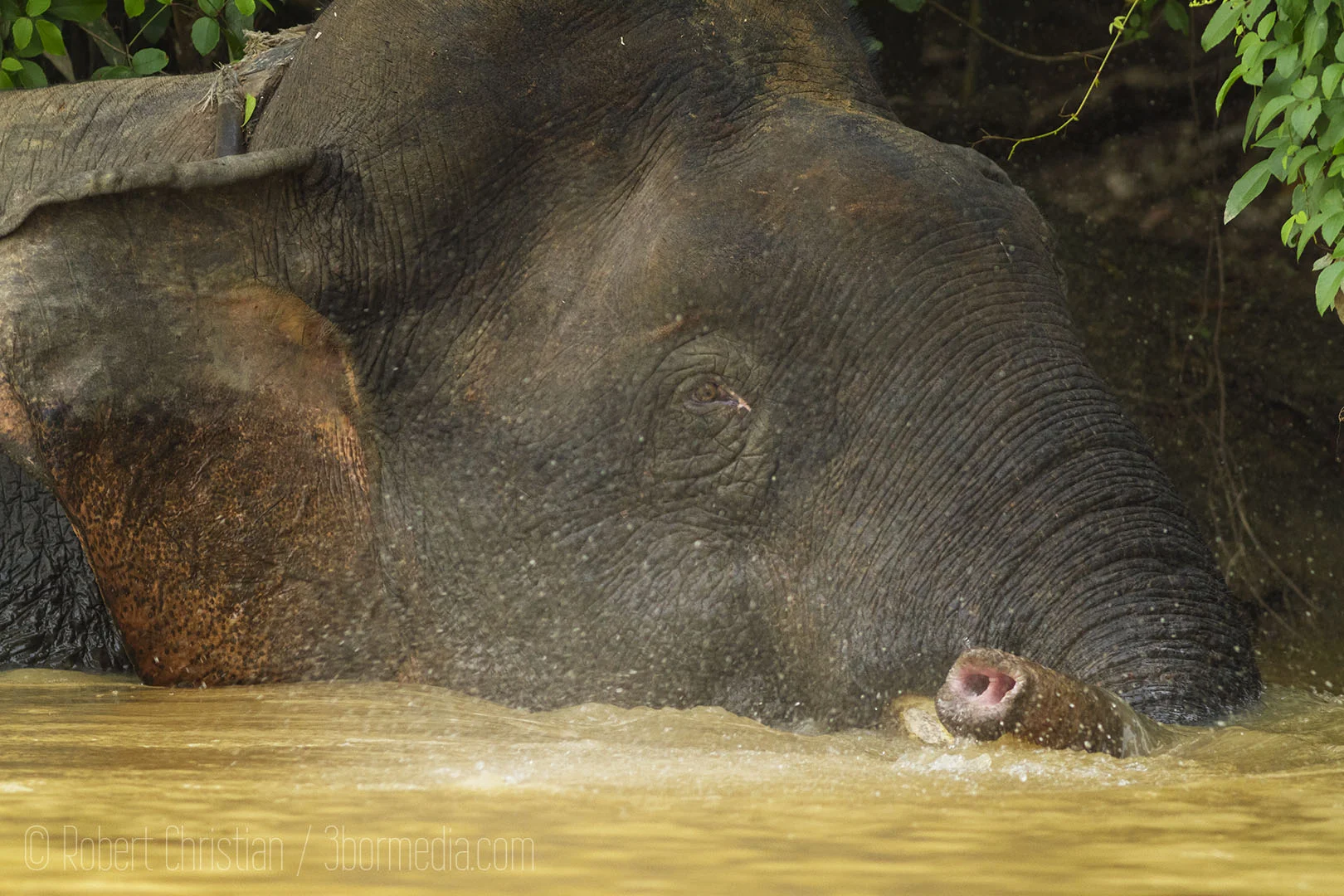 The elephants love to cool down in the river.