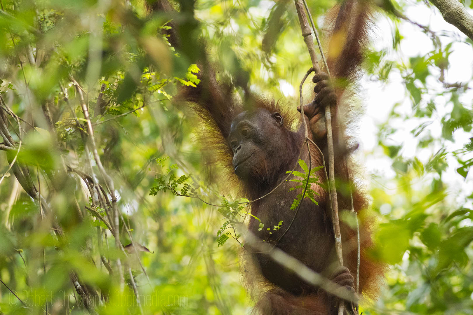 Wild Bornean Orangutan