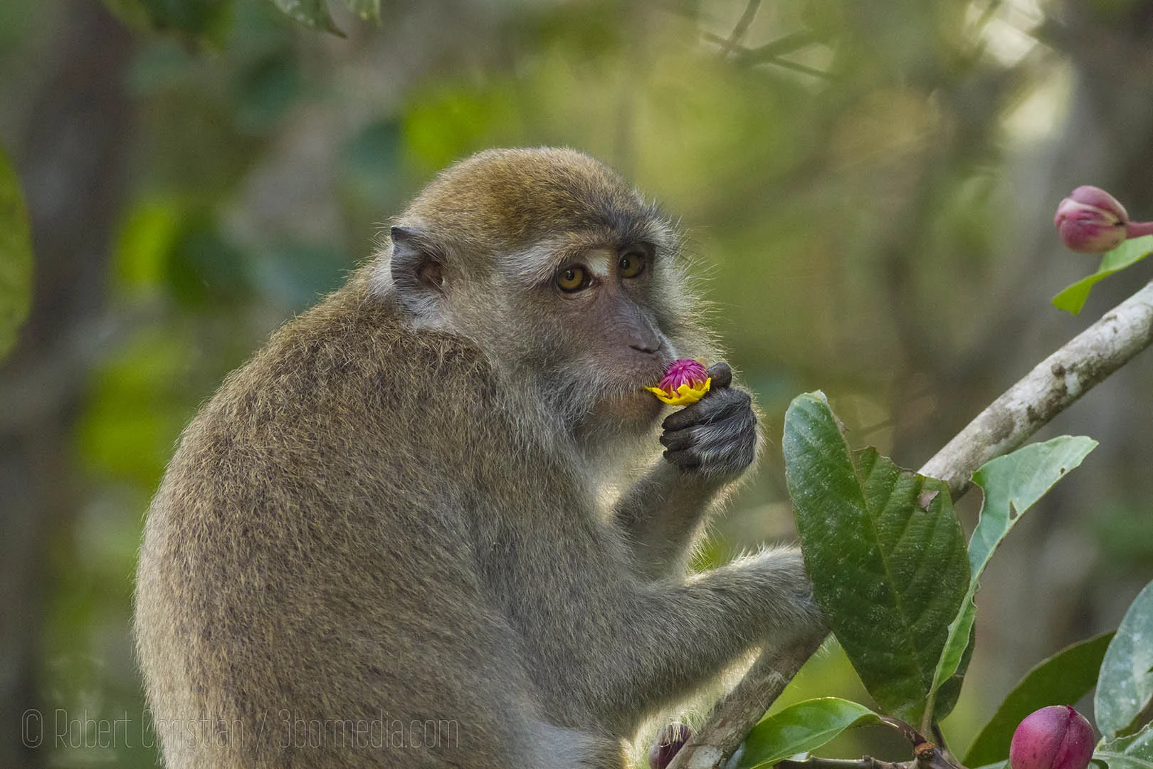 Long-tailed Macaque 