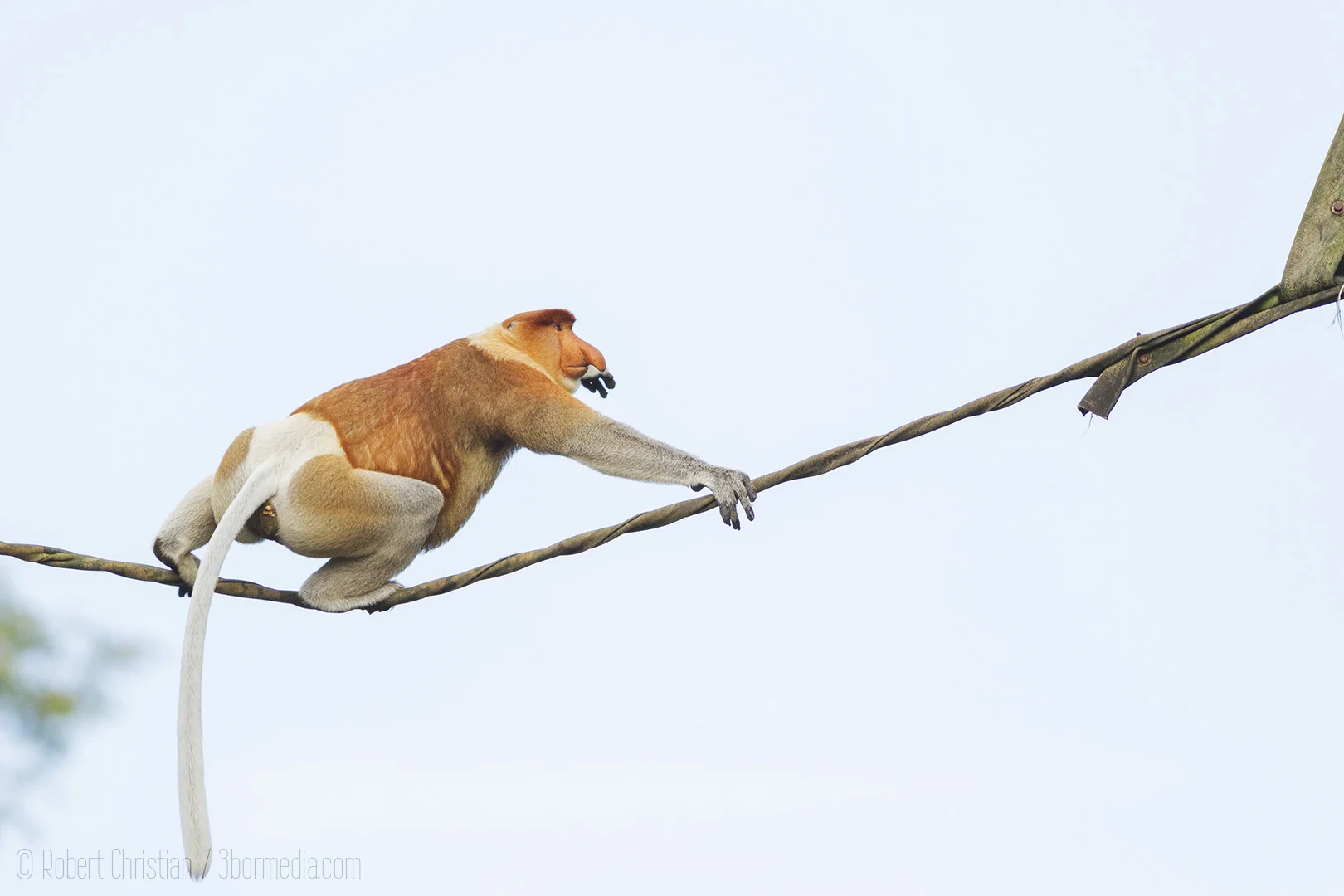 Male Proboscis Monkey crossing an Orangutan Bridge