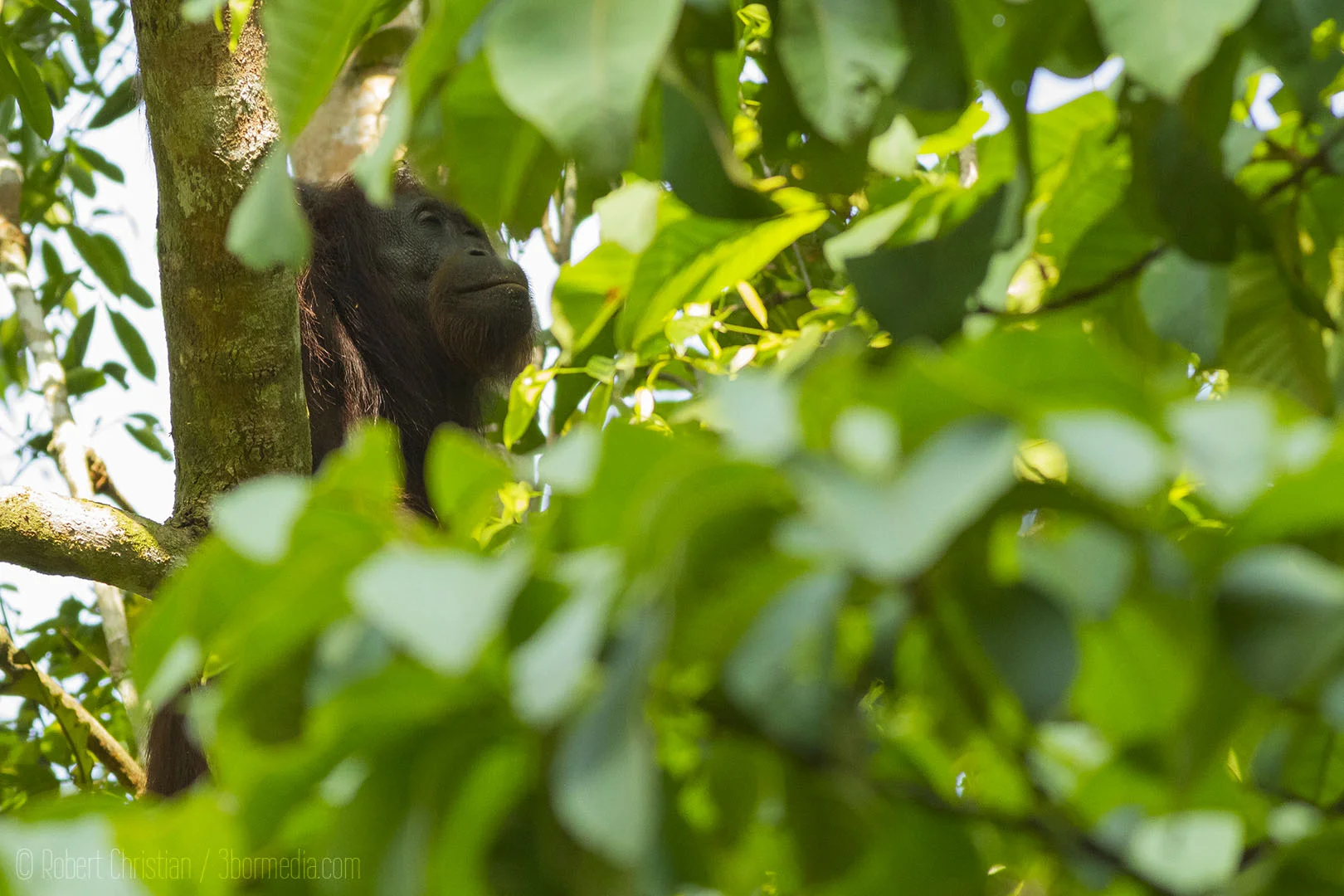 Bornean Orangutan