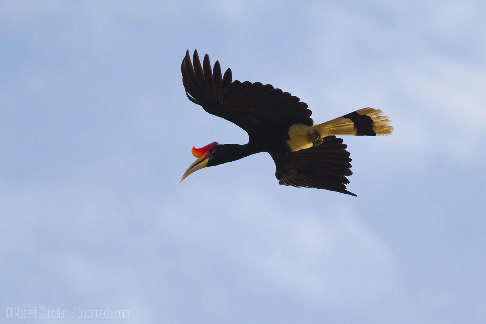Rhinoceros Hornbill