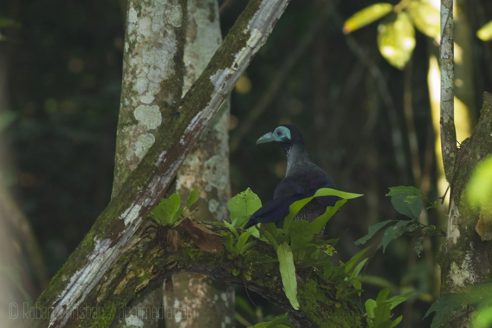 Bornean Ground Cuckoo