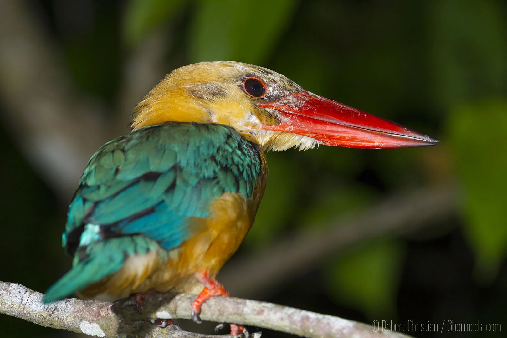 Stork-Billed Kingfisher