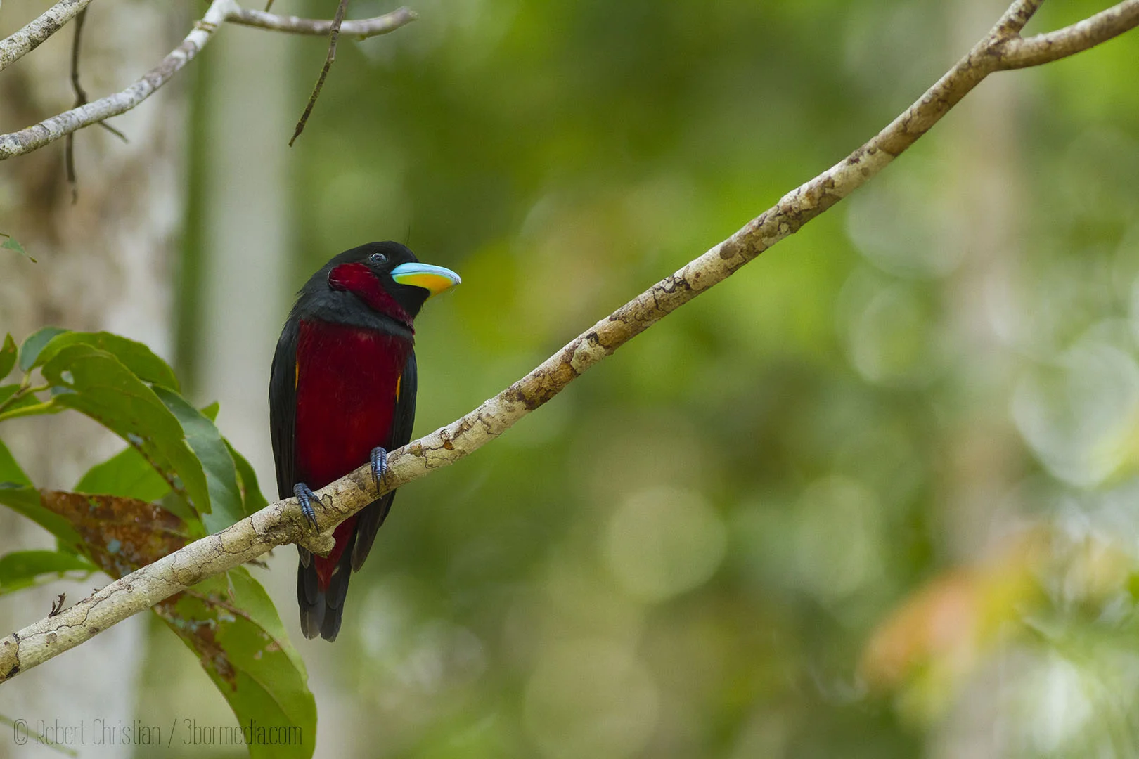 Black and Red Broadbill