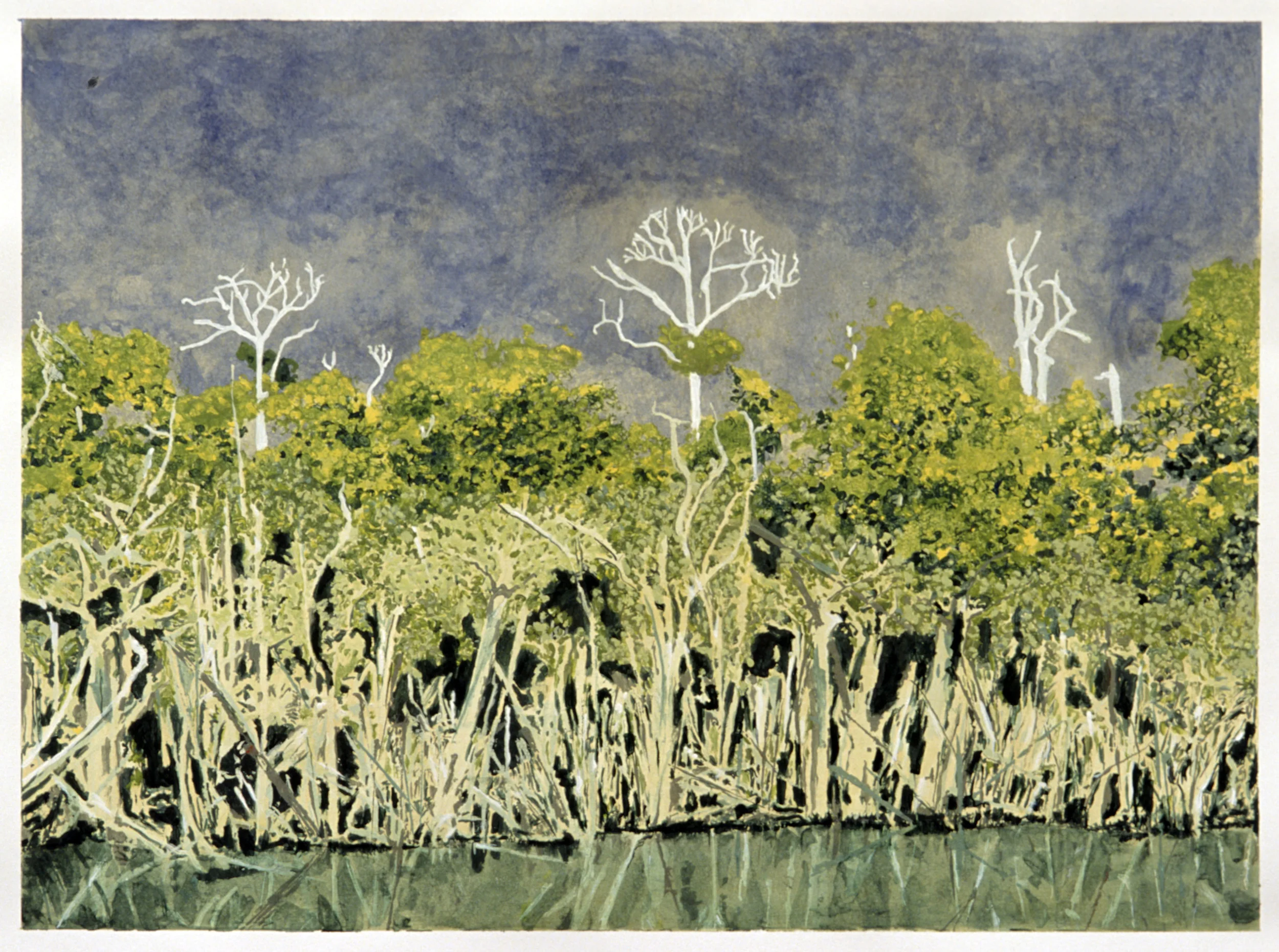 Flooded Shrub Forest