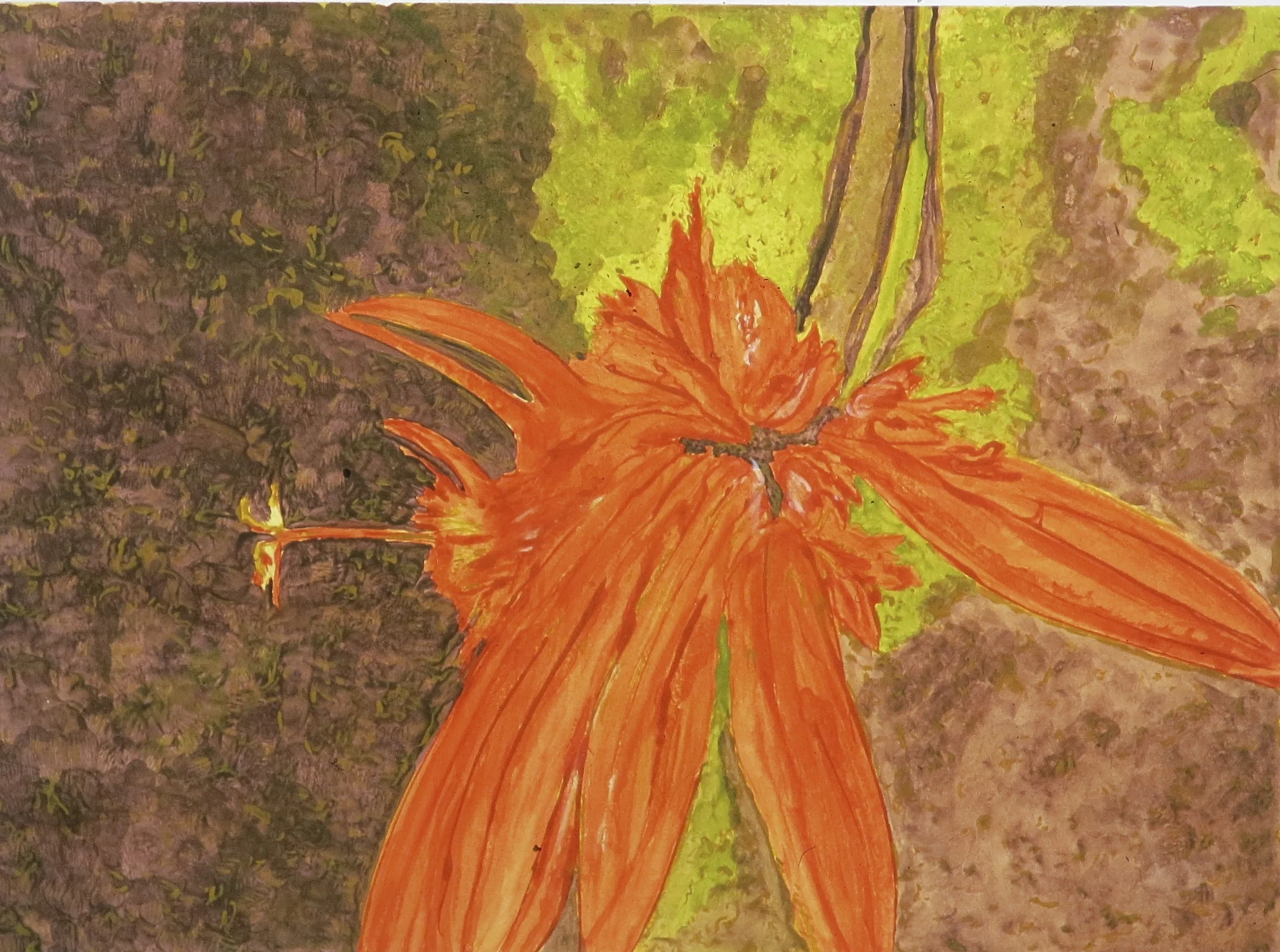 Passionflower (I)