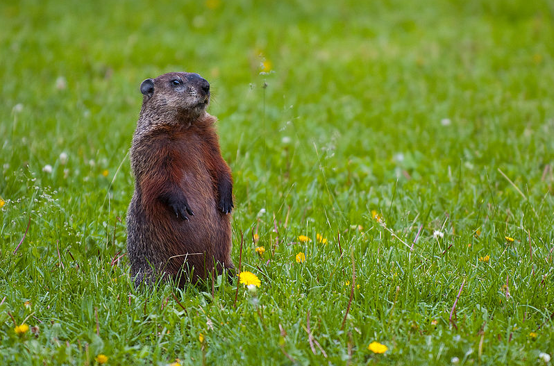 IN 1921 Robert Frost published his poem "A Drumlin Woodchuck." A DRUMLIN WOODCHUCKOne&nbsp;thing&nbsp;has a shelving bank,Another a rotting plank,To give it cosier skies And make up for its lack of size. My own strategic retreatIs where two rocks al…