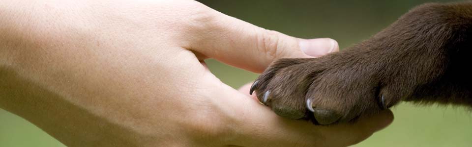 hand_paw_long.jpg