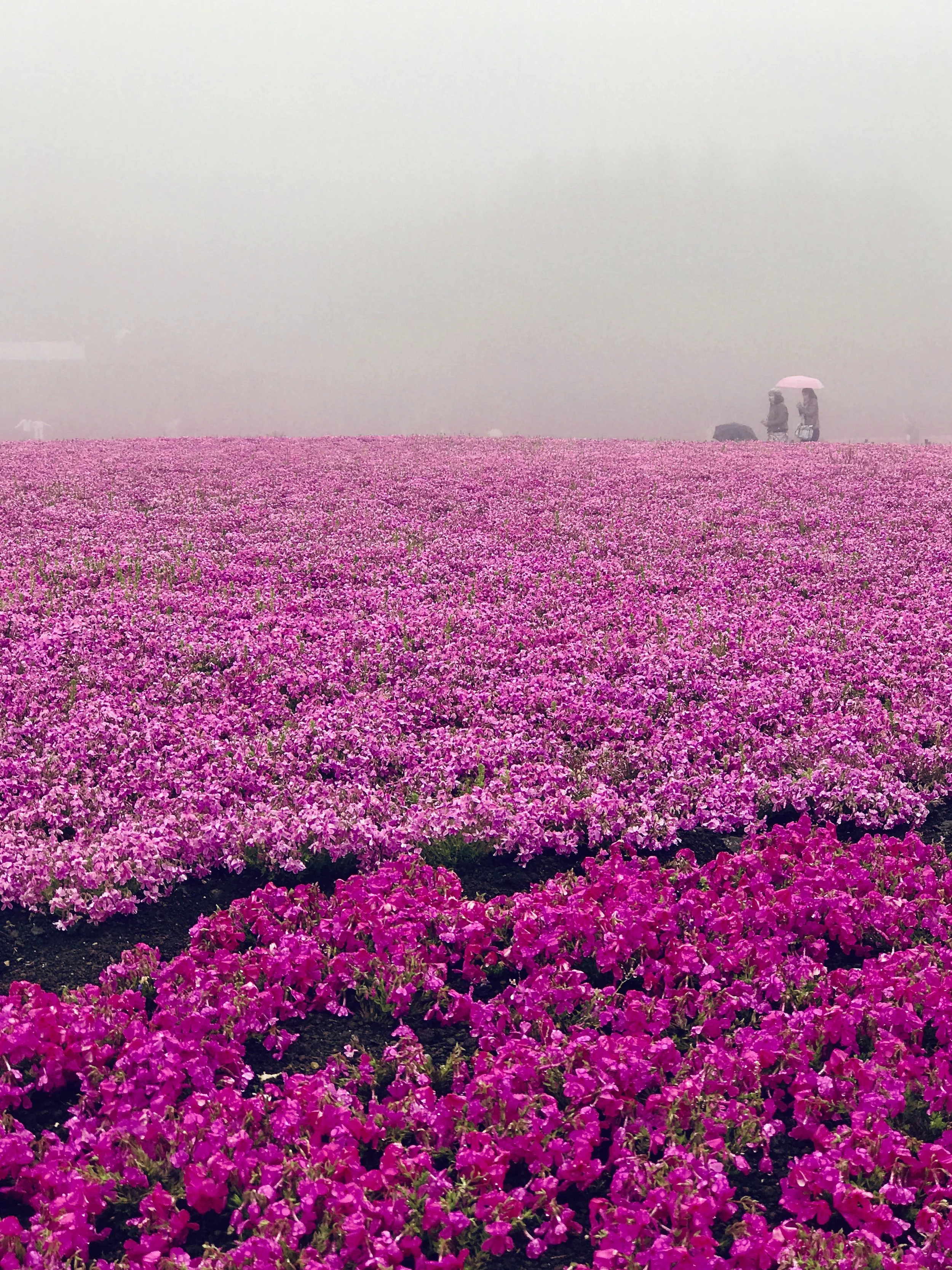 A foggy field of pink and purple flowers with two people standing under a pink umbrella in the distance.