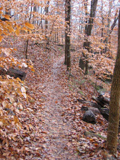 Photo courtesy of the North Carolina Botanical Garden.