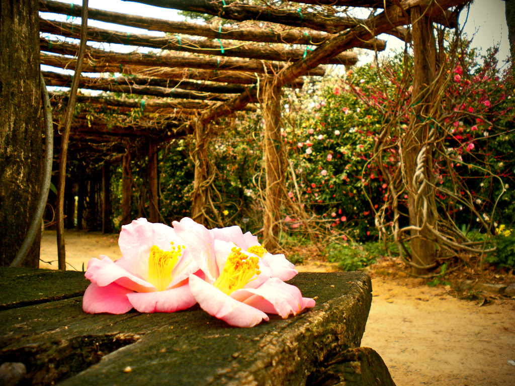 Photo courtesy of the North Carolina Botanical Garden.