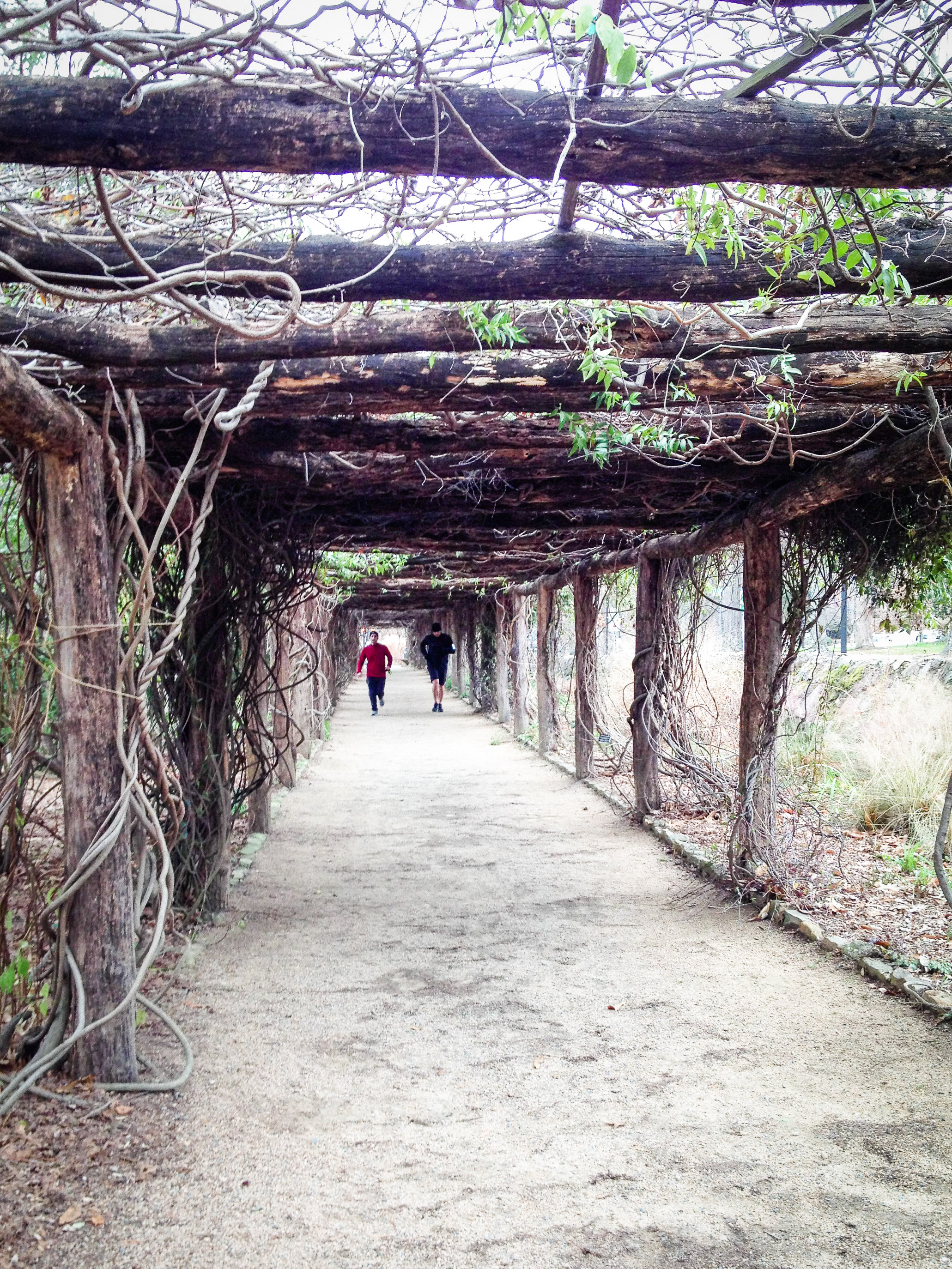 Coker Arboretum