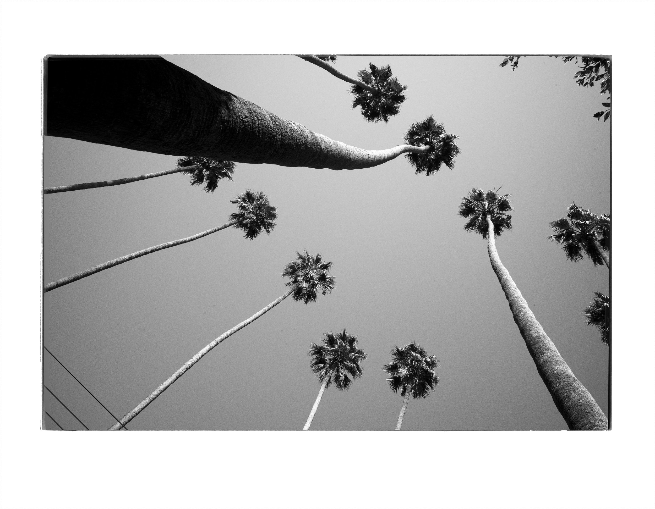Palm Trees.jpg