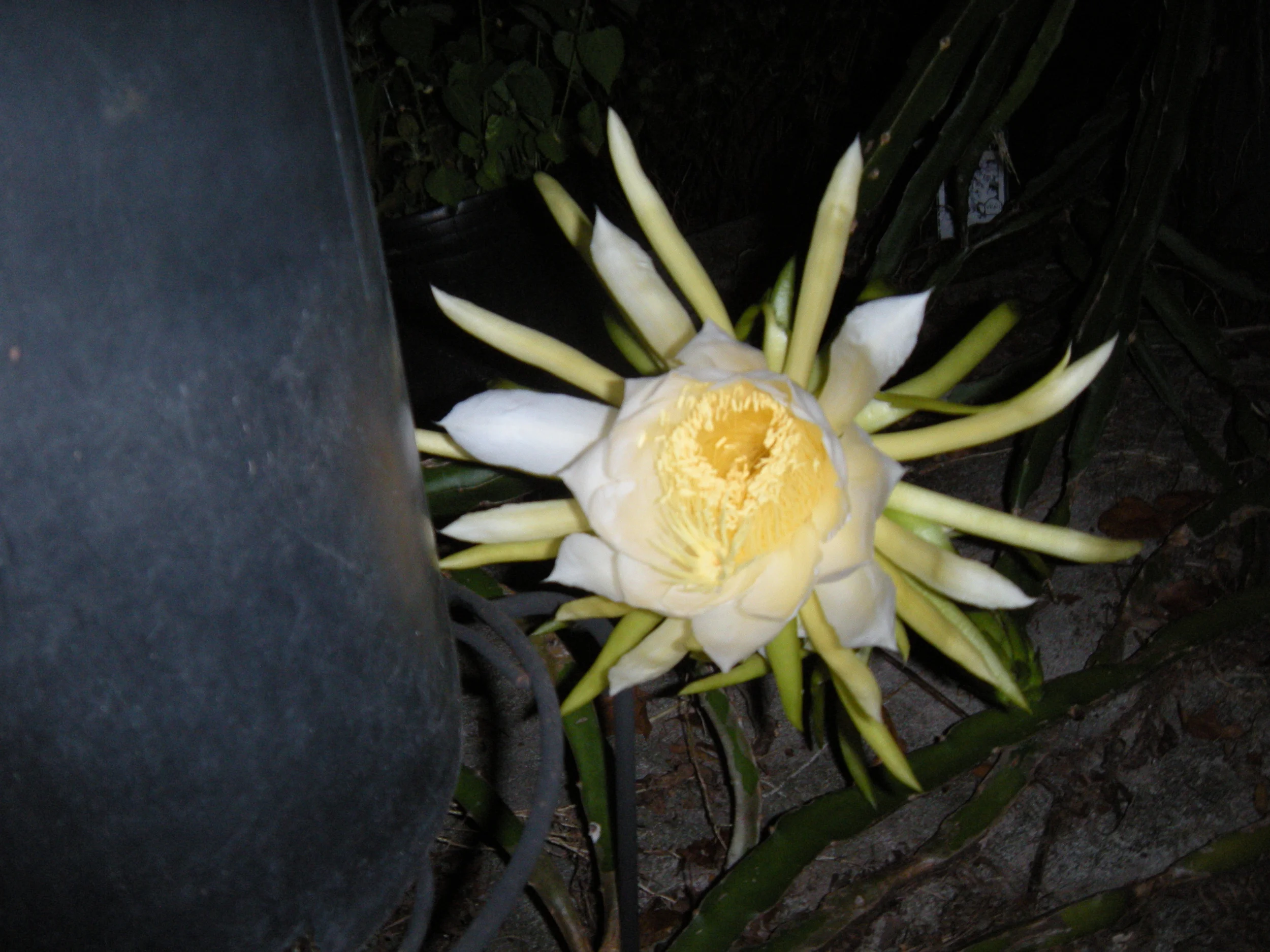 Dragon Fruit Flower