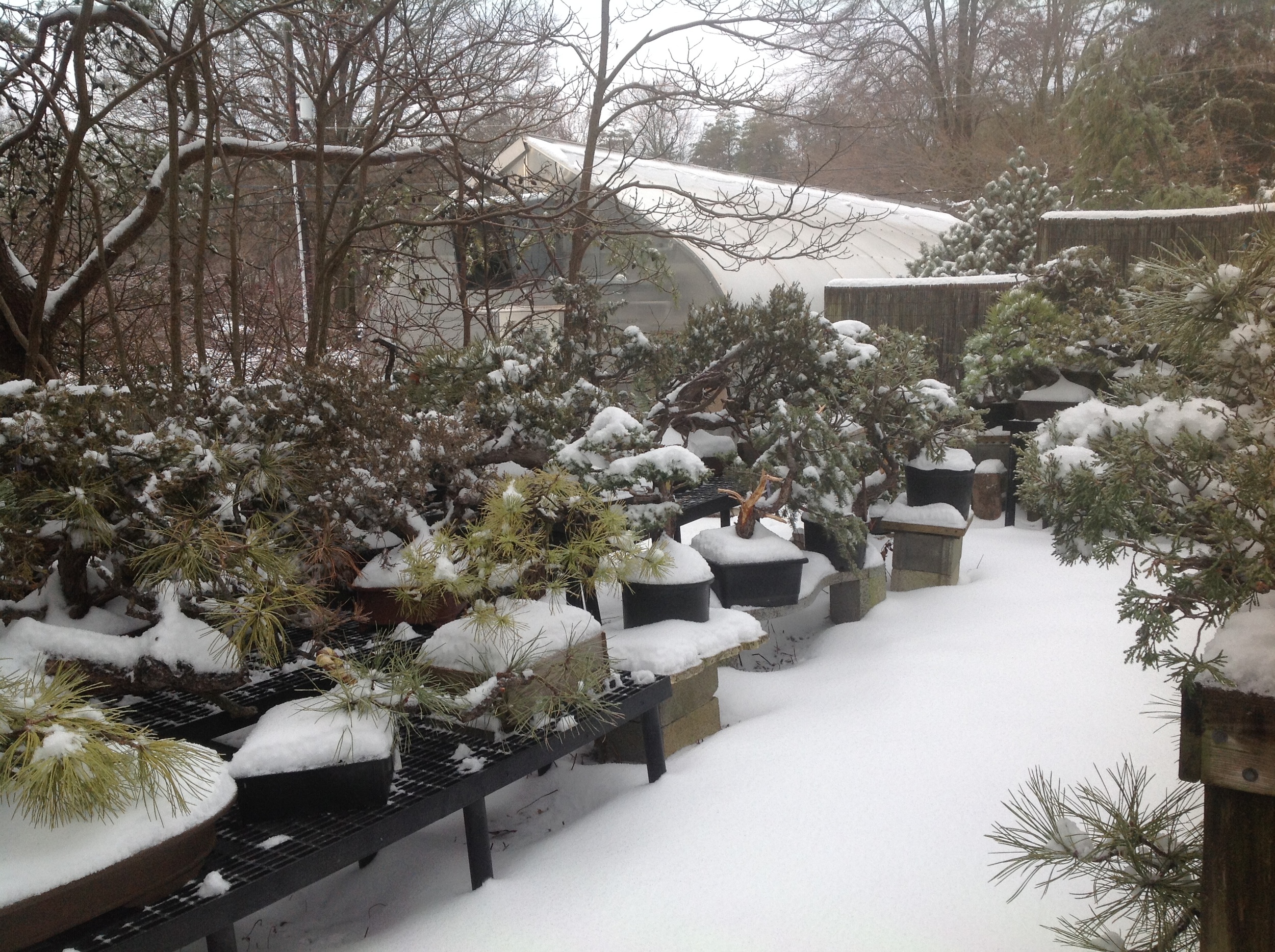  Yamadori covered in snow. 