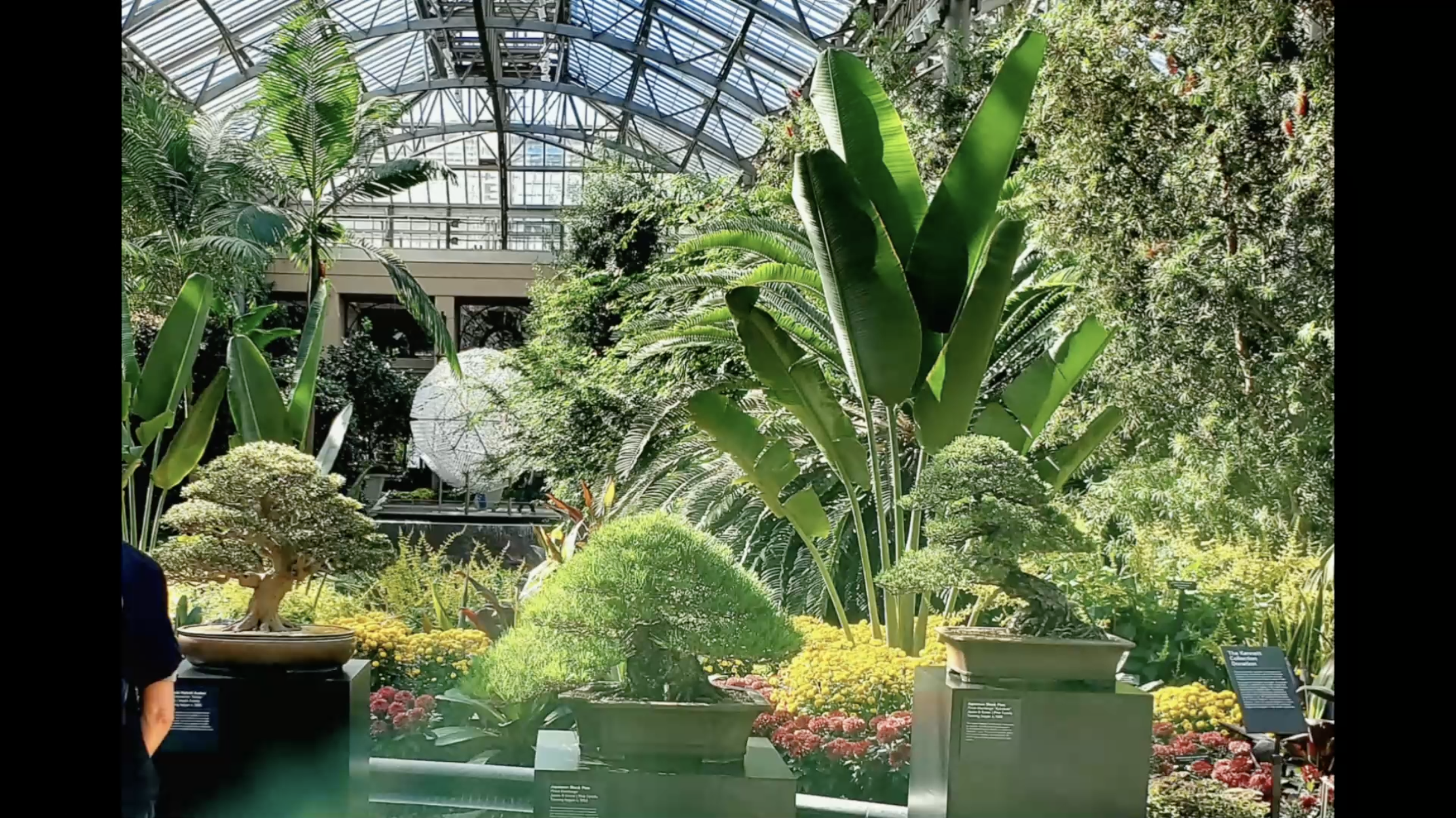 Longwood Gardens Bonsai Exhibition: Auction &amp; Sale