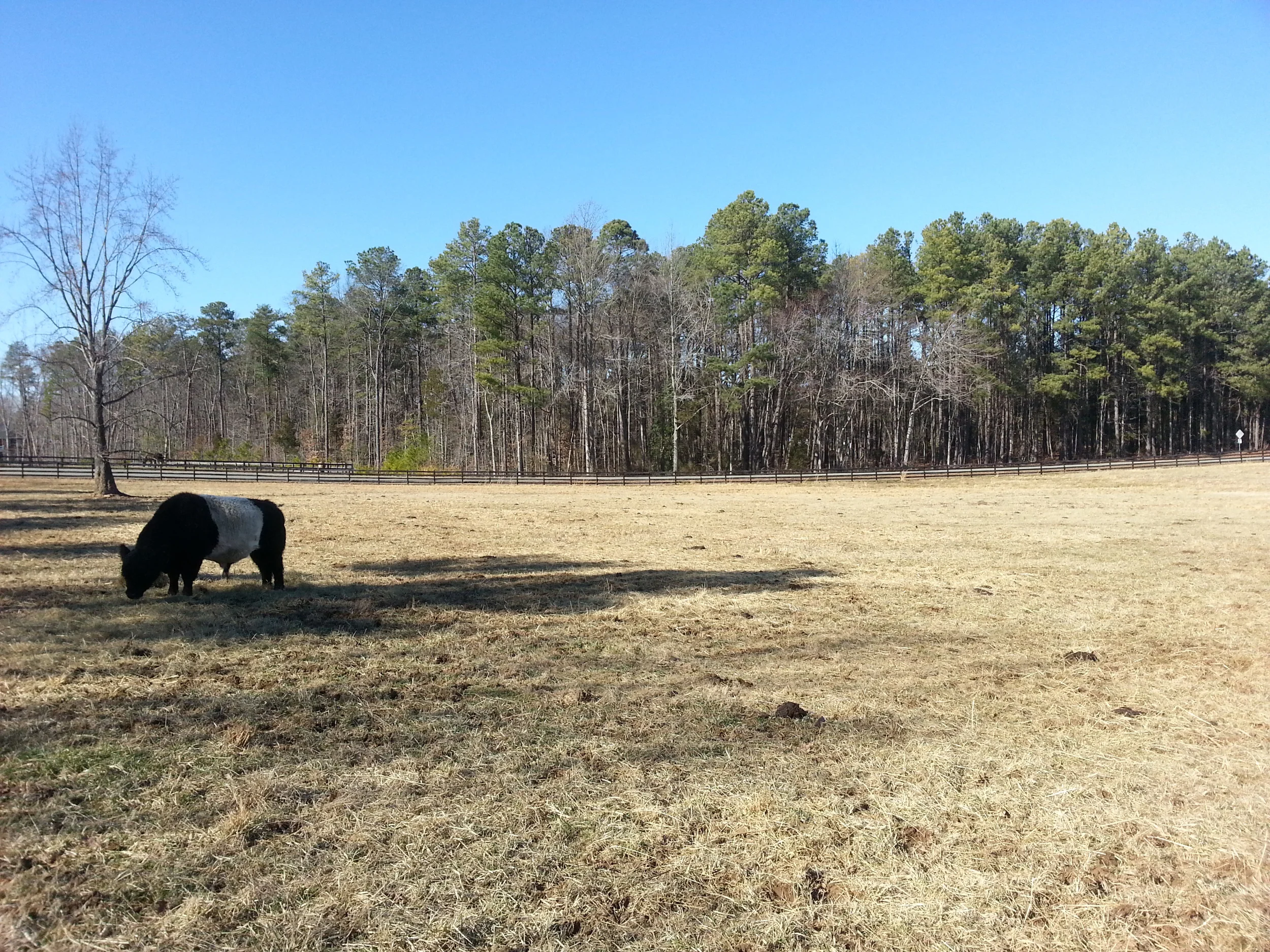 Ajax the bull