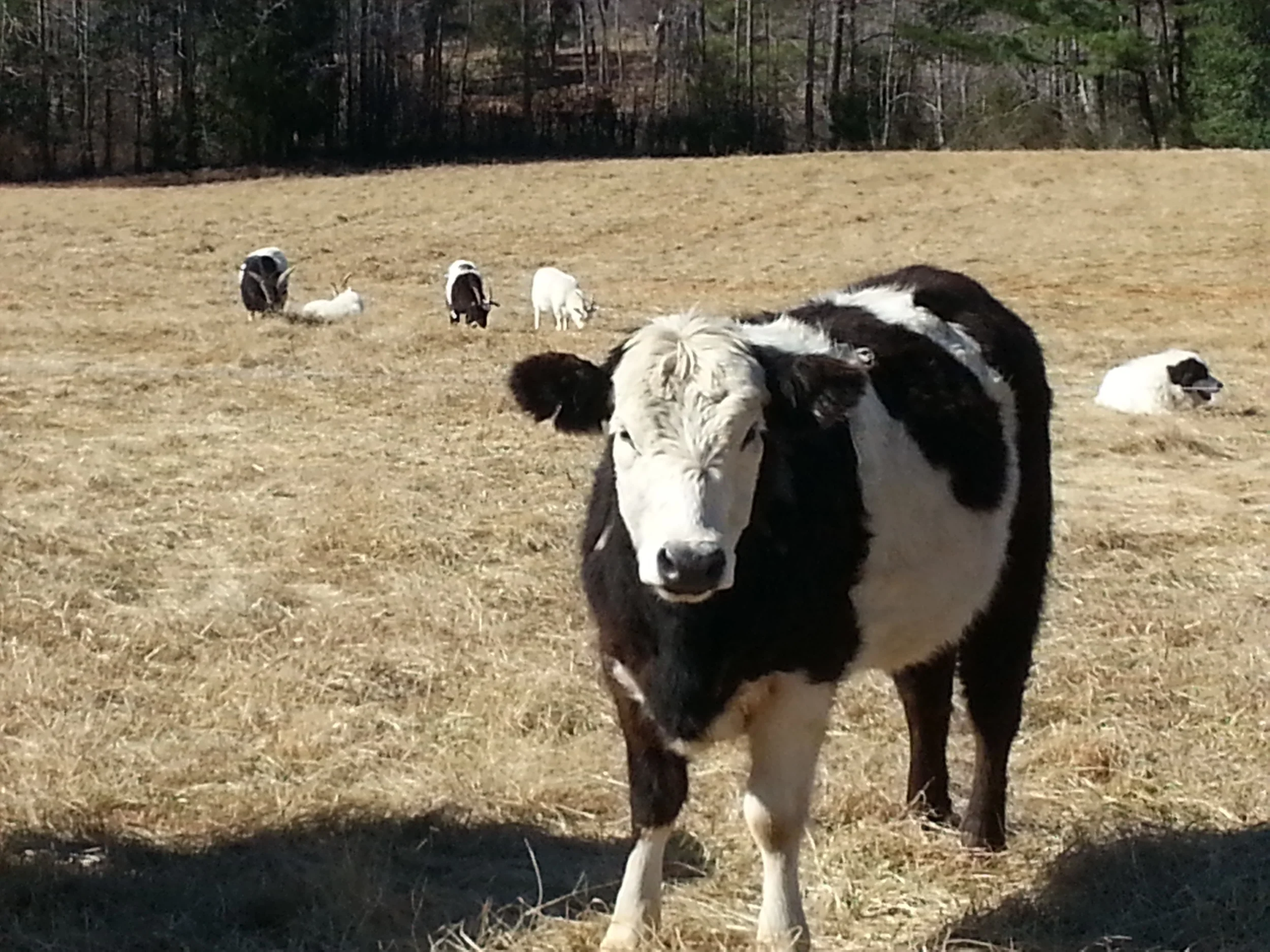 Belted Galloway calf, with 'pet' goats and Storm