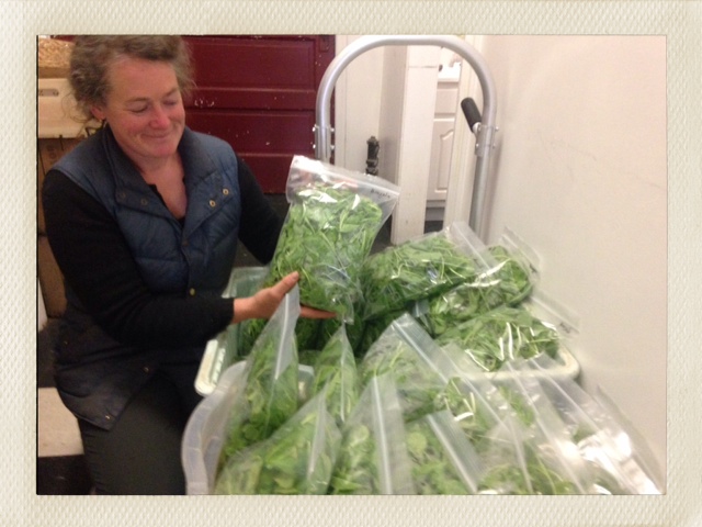 Arugula available now at Little house will also be going to our Veggie Box subscribers this week.