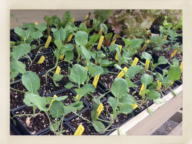 Veggie Starts from Eli's Greens