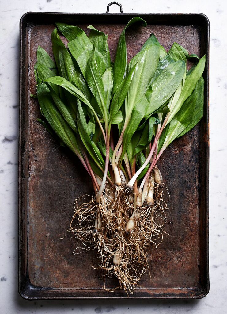 Wild ramps. Photo by Fred Turko