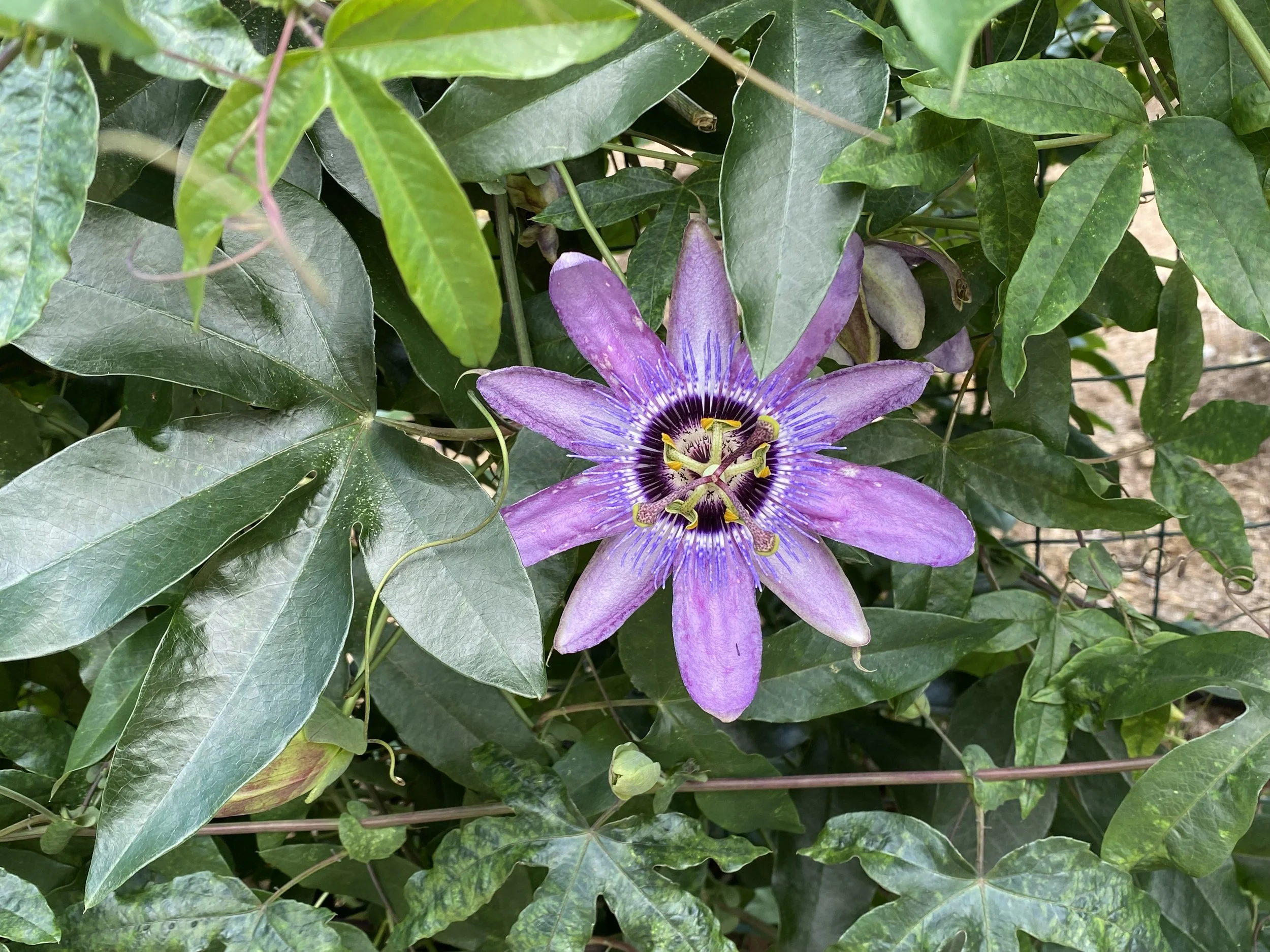 Women's Circle at Healing Gardens