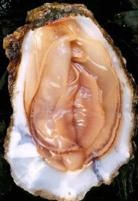  Subtle oyster
