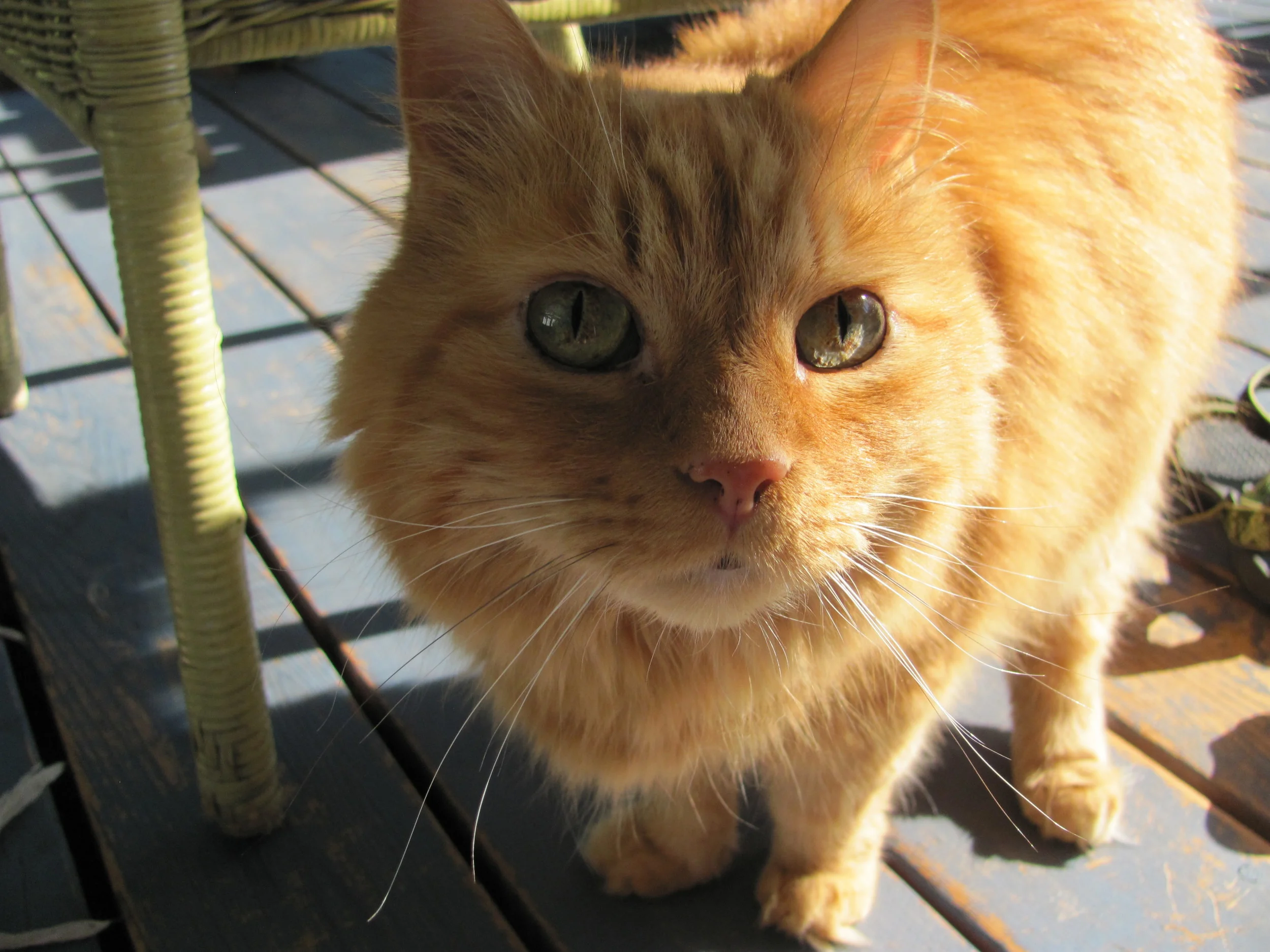 Hibou wonders why you are not tending to his needs. 