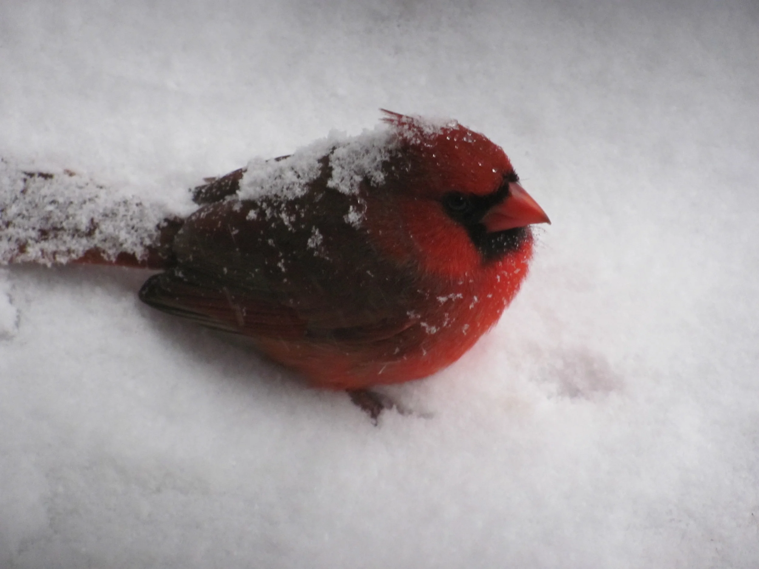 ...like this puffy cardinal...